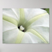 Morning Glory Poster (Voorkant)