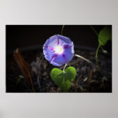 Morning Glory, Poster (Voorkant)