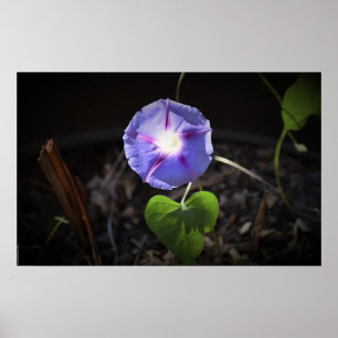 Morning Glory Poster