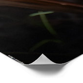 Morning Glory, Poster (Hoek)