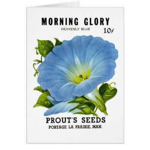 Morning Glory Seed Packet