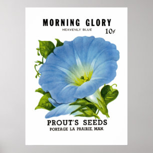 Morning Glory Seed Packet Poster