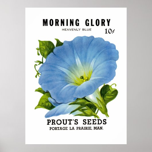 Morning Glory  Seed Packet Poster (Voorkant)