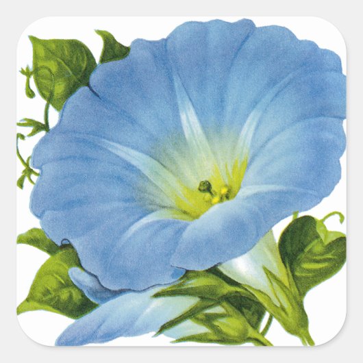Morning Glory  Seed Packet Vierkante Sticker (Voorkant)