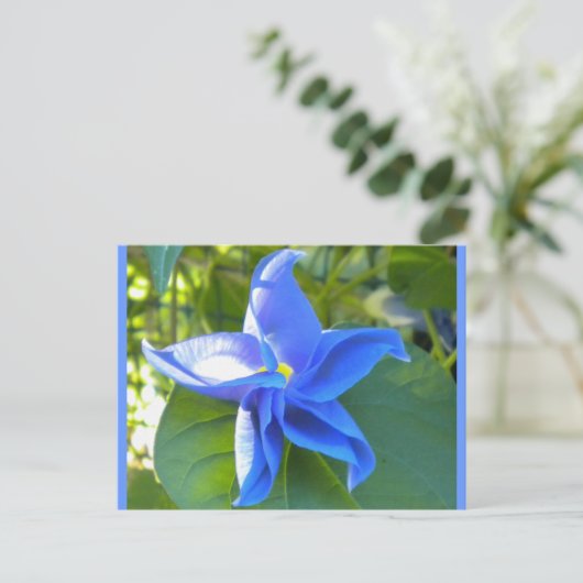 Morning Glory Star Briefkaart (Staand voorkant)