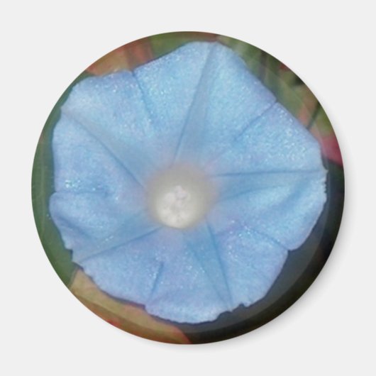 Morning Glory Star Magneet (Voorkant)
