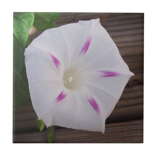 Morning Glory Tegeltje (Voorkant)