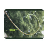 Morning Glory Tendril and Leaf Magnet Magneet (Horizontaal)