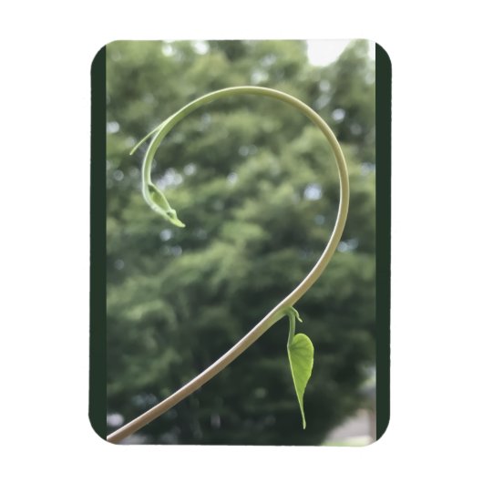 Morning Glory Tendril and Leaf Magnet Magneet (Verticaal)