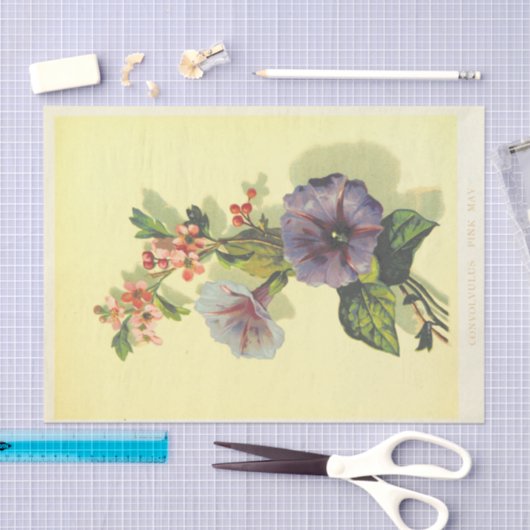 morning glory tissuepapier (Craft)