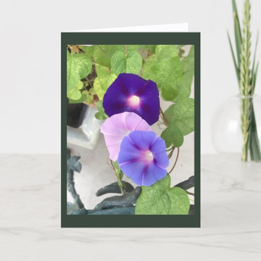 Morning Glory Trio Blanco kaart (Voorkant)