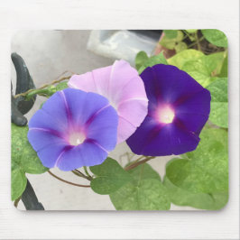 Morning Glory Trio Close-up Muismat