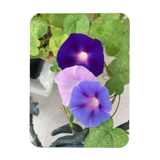 Morning Glory Trio Magneet (Verticaal)
