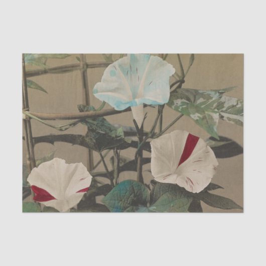 Morning Glory van Ogawa Kazumasa Tissuepapier (Voorkant)