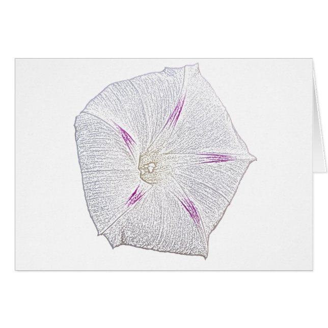 Morning Glory White (Voorkant Horizontaal)