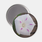 Morning Glory White Magneet (Voorkant / Achterkant)