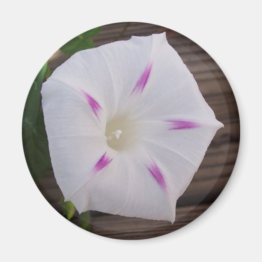Morning Glory White Magneet (Voorkant)