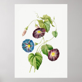 Morning Glory  zonder tekst Poster