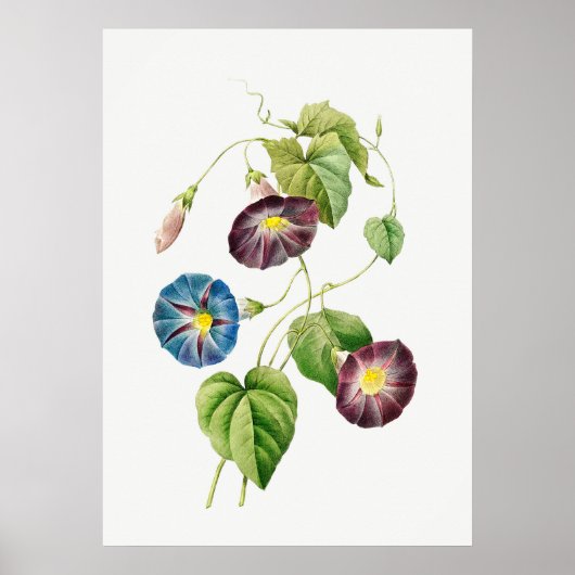 Morning Glory  zonder tekst Poster (Voorkant)