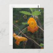 "Morning Glow" Oranje juwelen Briefkaart (Voorkant / Achterkant)