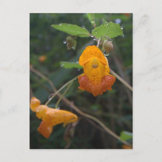 "Morning Glow" Oranje juwelen Briefkaart (Voorkant)