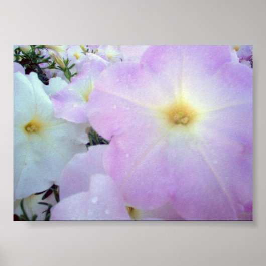 Morning Kisses Poster (Voorkant)