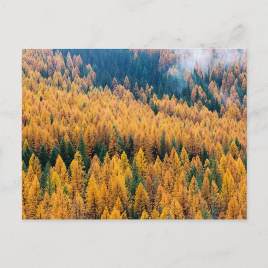 Morning Light op de strand | Tybee Island Briefkaart (Voorkant)