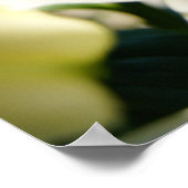 Morning Lily Poster (Hoek)