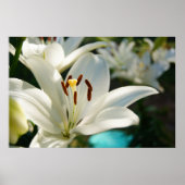 Morning Lily Poster (Voorkant)