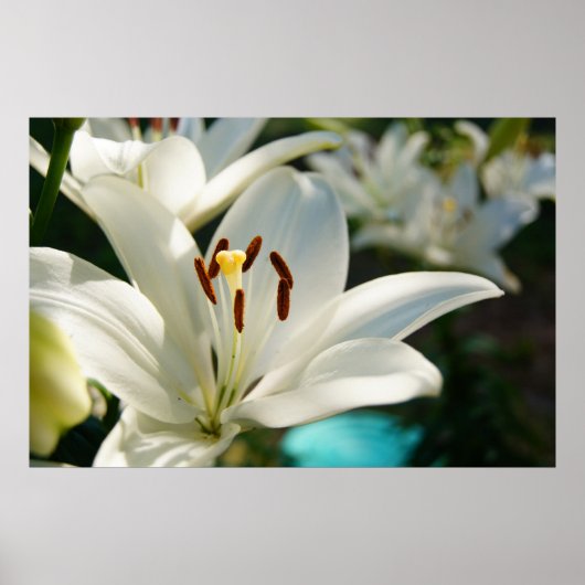 Morning Lily Poster (Voorkant)