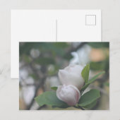 Morning Magnolia Briefkaart (Voorkant / Achterkant)