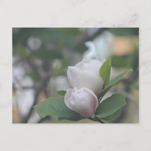 Morning Magnolia Briefkaart