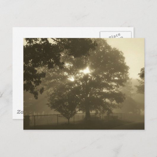 Morning Mist Briefkaart (Voorkant / Achterkant)