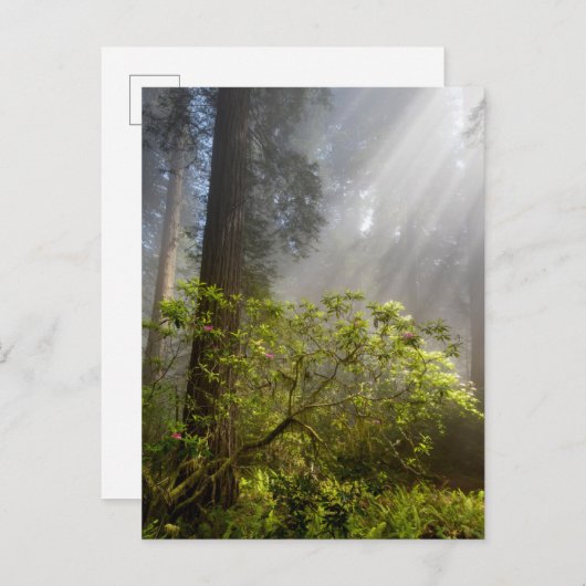 Morning Mist op Rhododendron Briefkaart (Voorkant / Achterkant)