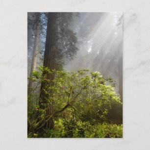 Morning Mist op Rhododendron Briefkaart