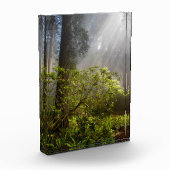 Morning Mist op Rhododendron Fotoblokken (Links)