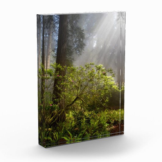 Morning Mist op Rhododendron Fotoblokken (Links)