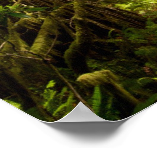 Morning Mist op Rhododendron Poster (Hoek)