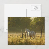 Morning Pasture Scene Briefkaart (Voorkant / Achterkant)