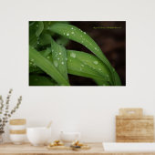 Morning Rain on Perfect Blades of Grass Photograph Poster (Keuken)