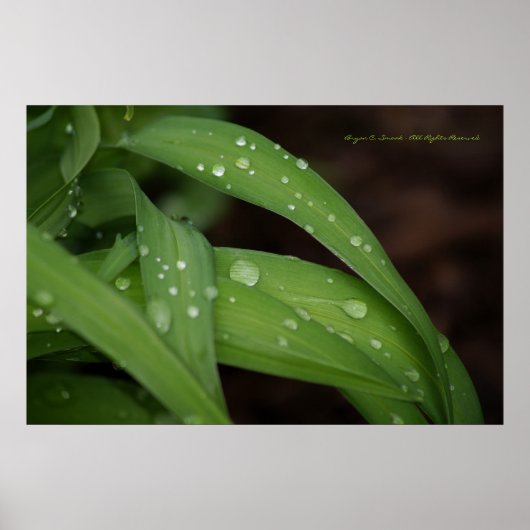 Morning Rain on Perfect Blades of Grass Photograph Poster (Voorkant)