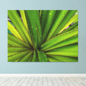 Morning Rain on the Screw Pine Canvas Afdruk (Insitu (Houten vloer))