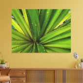 Morning Rain on the Screw Pine Canvas Afdruk (Insitu (Woonkamer))