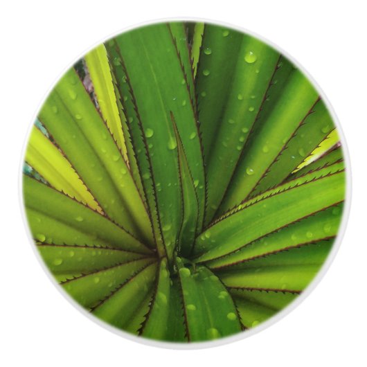 Morning Rain on the Screw Pine Keramische Knop (Voorkant)