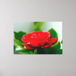 Morning red Rose bedekt met dauwdruppels Canvas Afdruk
