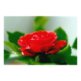 Morning red Rose bedekt met dauwdruppels Foto Afdruk