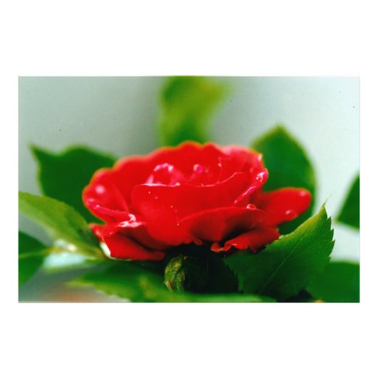 Morning red Rose bedekt met dauwdruppels Foto Afdruk (Voorkant)