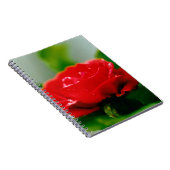Morning red Rose bedekt met dauwdruppels Notitieboek (Rechterzijde)