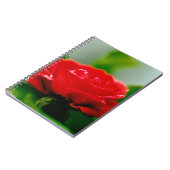 Morning red Rose bedekt met dauwdruppels Notitieboek (Linkerzijde)