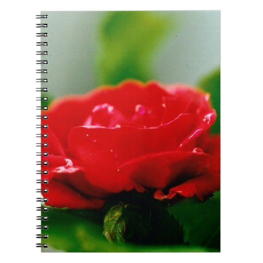 Morning red Rose bedekt met dauwdruppels Notitieboek (Voorkant)